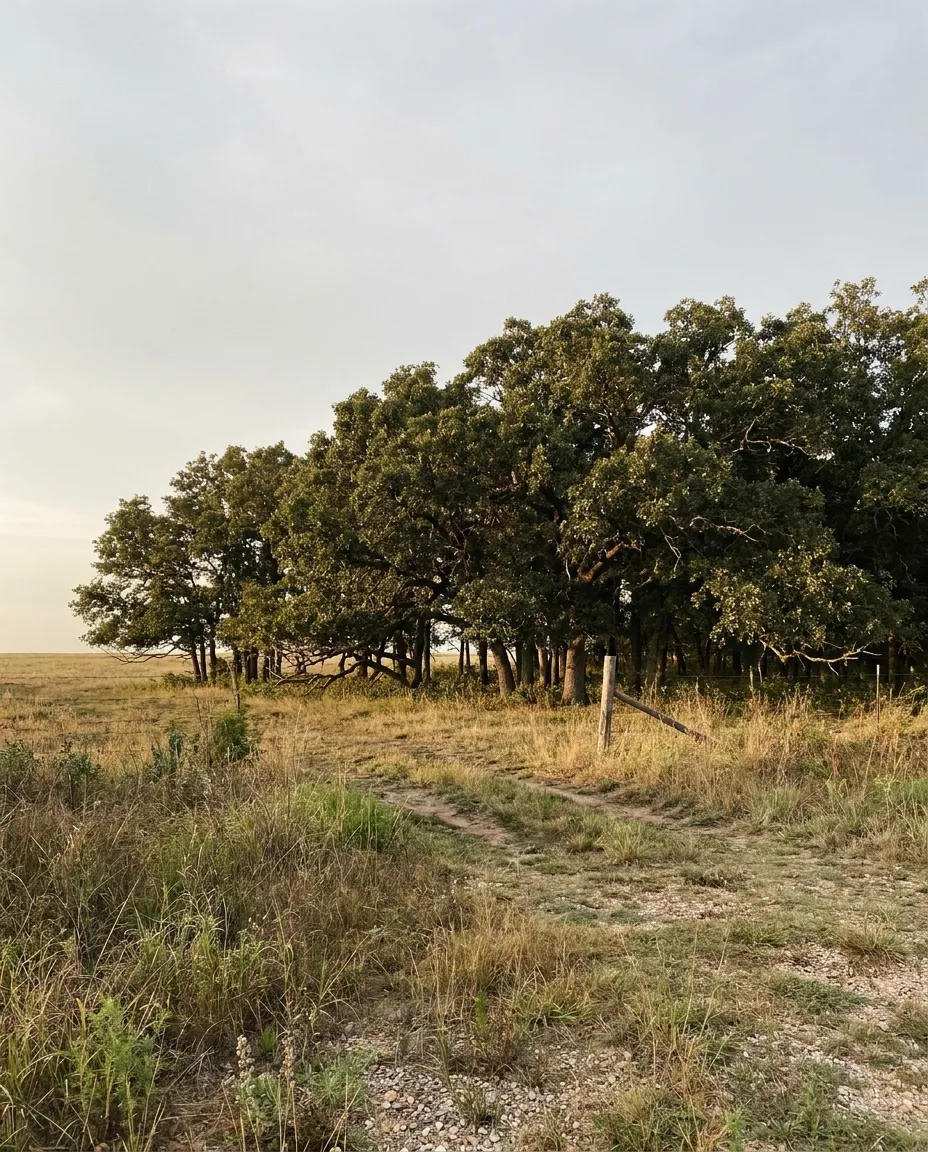 A line of mature post oak at the back of an Oklahoma pasture under a tall pale sky.